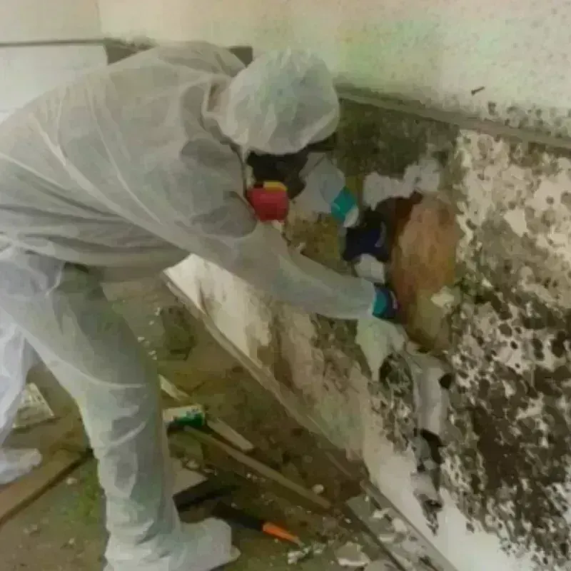 Mold Remediation and Removal in Biddeford, ME